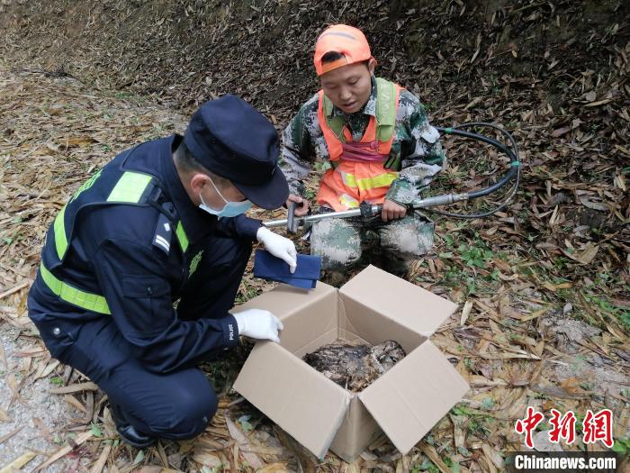 云南德宏：民警及时救助国家二级保护动物鸱鸮