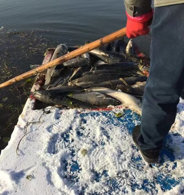 违法放生革胡子鲇破坏生态环境 二人依法承担赔偿责任