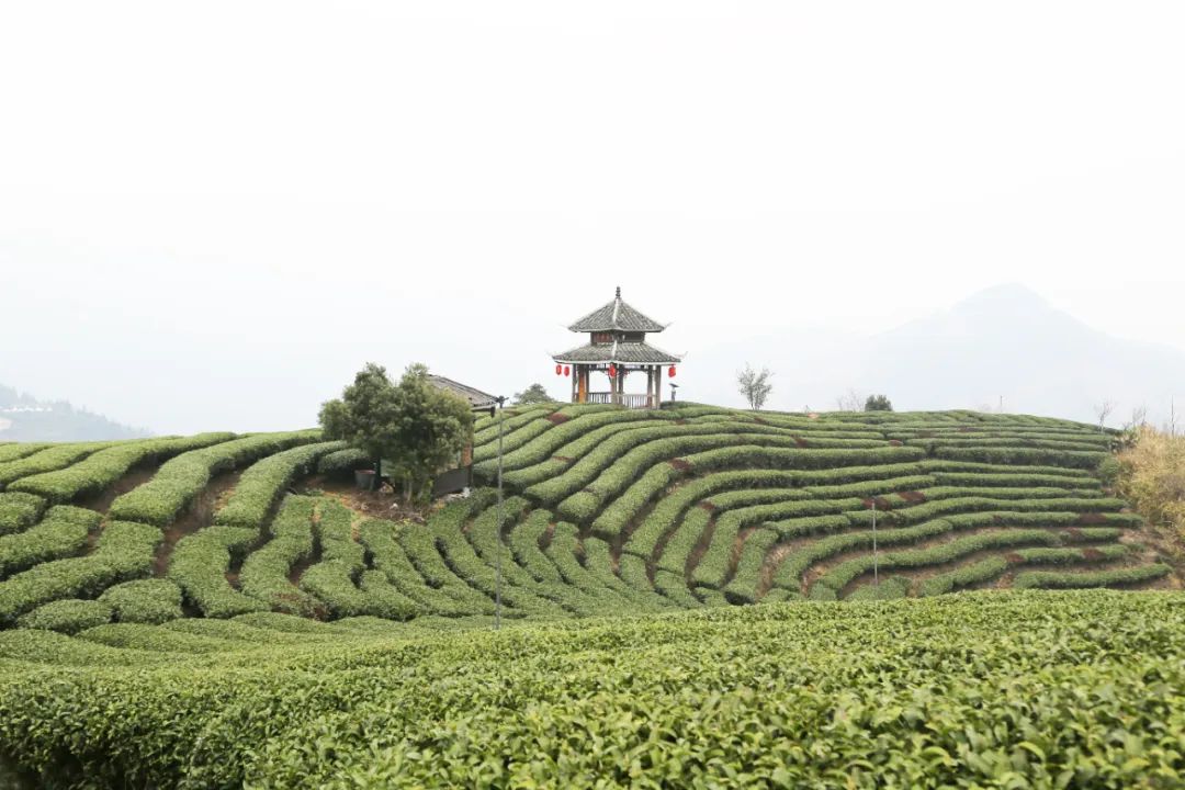 侗乡好“枫”景：“四进”服务 助推“涉茶”纠纷源头治理