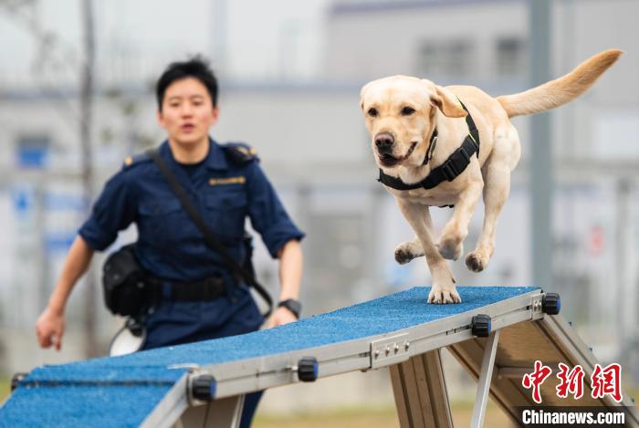 世界海关组织地区犬只训练中心在香港投用