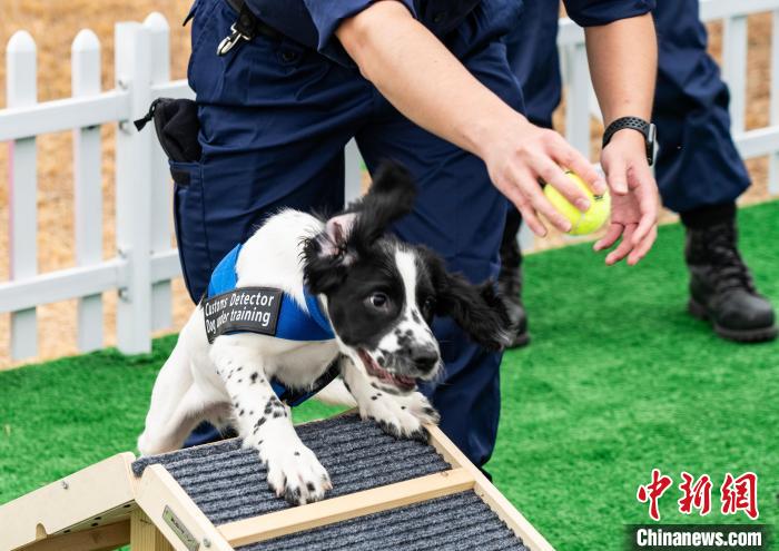 世界海关组织地区犬只训练中心在香港投用