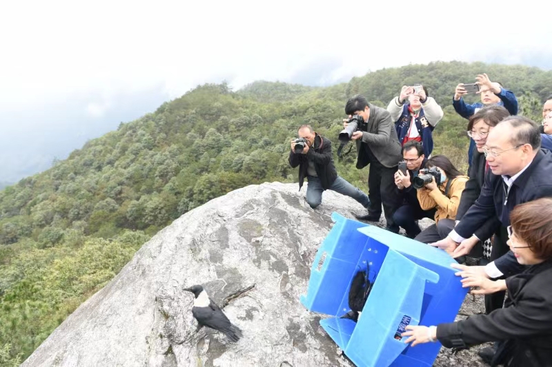 护航苗山绿水青山