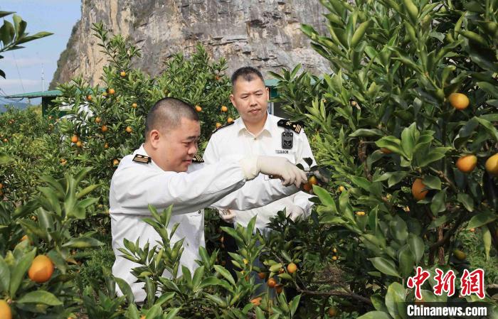 广西柳州海关护航融安金桔远销海外