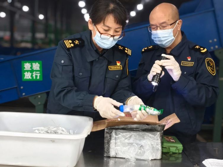 成都海关所属邮局海关查获6只进境外来物种巨人恐蚁