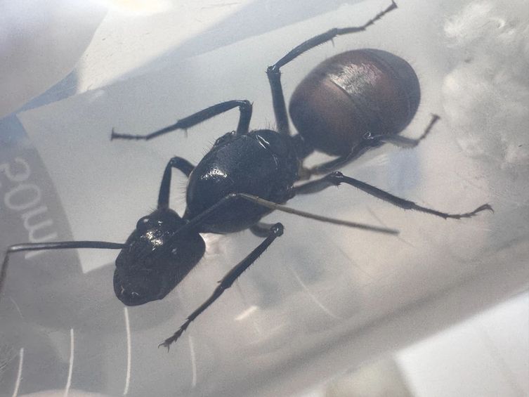 成都海关所属邮局海关查获6只进境外来物种巨人恐蚁