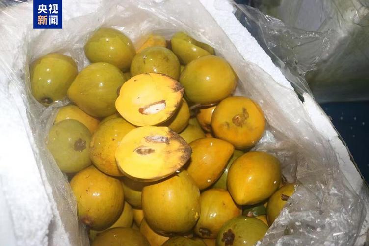 共计4.13吨!广西北海海警查获一起涉嫌走私水果案
