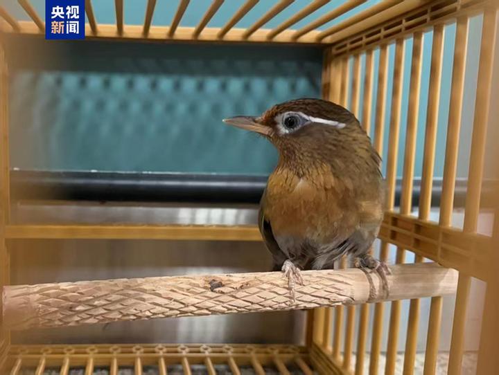 携带濒危画眉鸟出境?这样可能已经触犯了法律