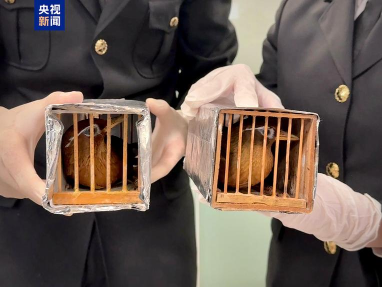 携带濒危画眉鸟出境?这样可能已经触犯了法律
