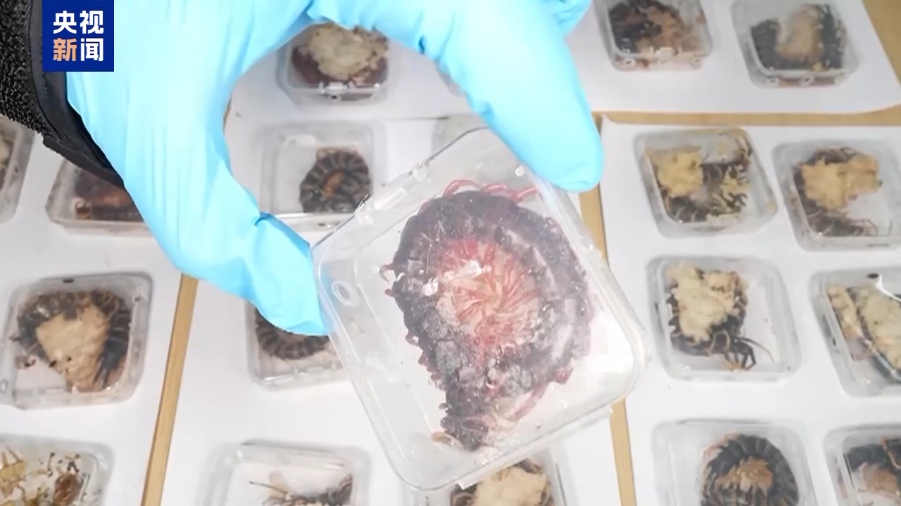 36只蜈蚣闯关?上海海关拆穿“塑料摆件”陷阱