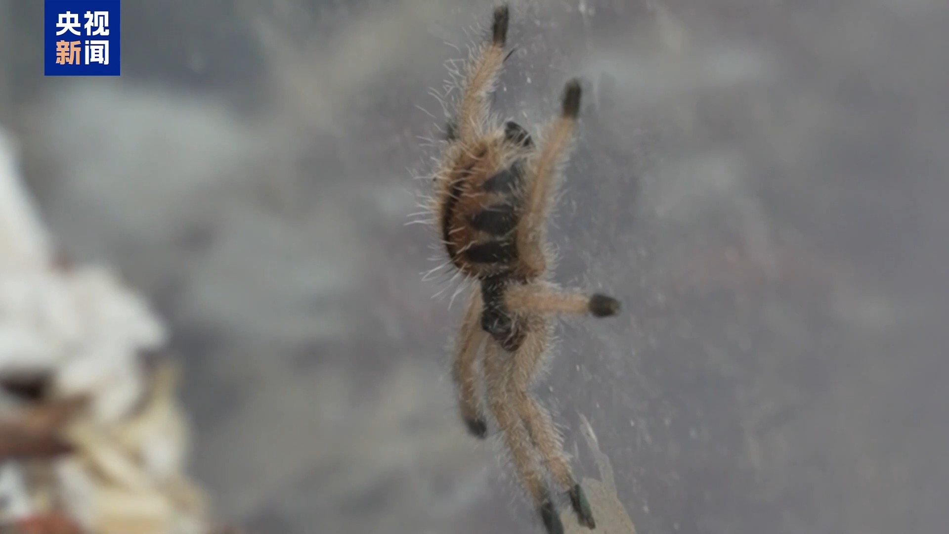 36只蜈蚣闯关?上海海关拆穿“塑料摆件”陷阱