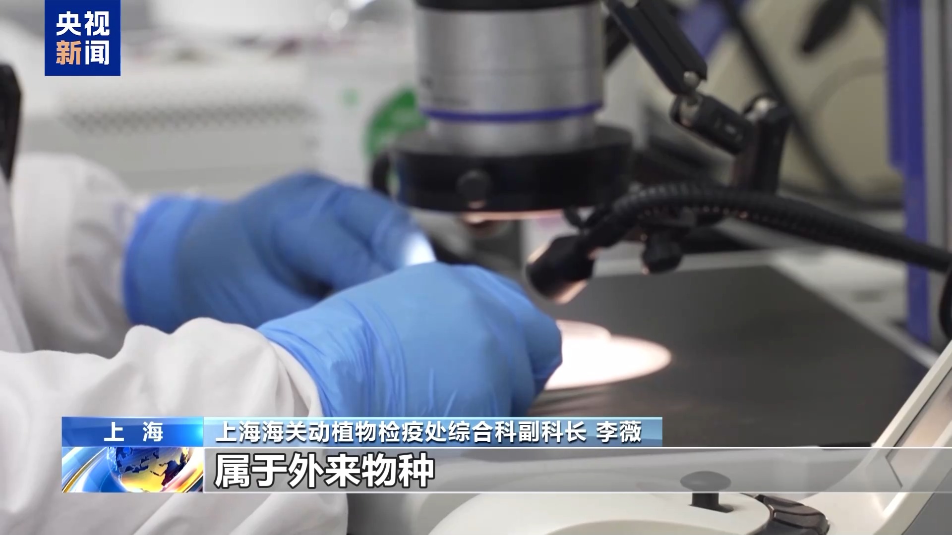 36只蜈蚣闯关?上海海关拆穿“塑料摆件”陷阱