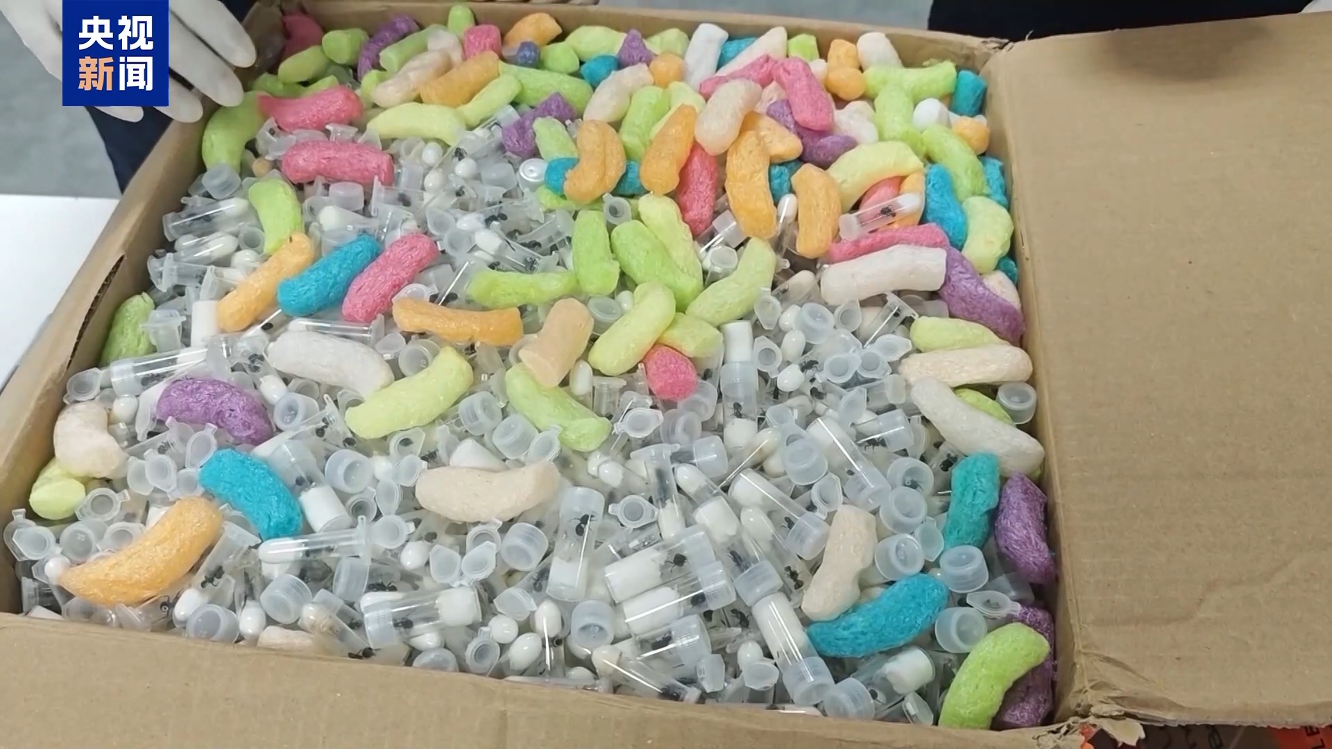 36只蜈蚣闯关?上海海关拆穿“塑料摆件”陷阱