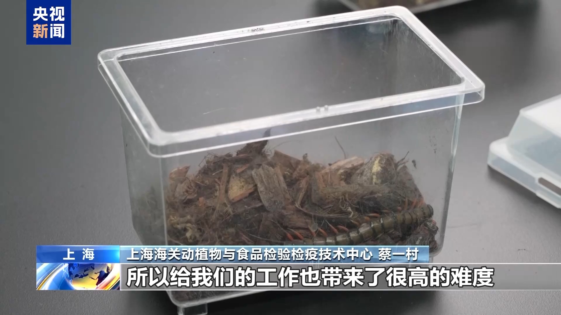 36只蜈蚣闯关?上海海关拆穿“塑料摆件”陷阱