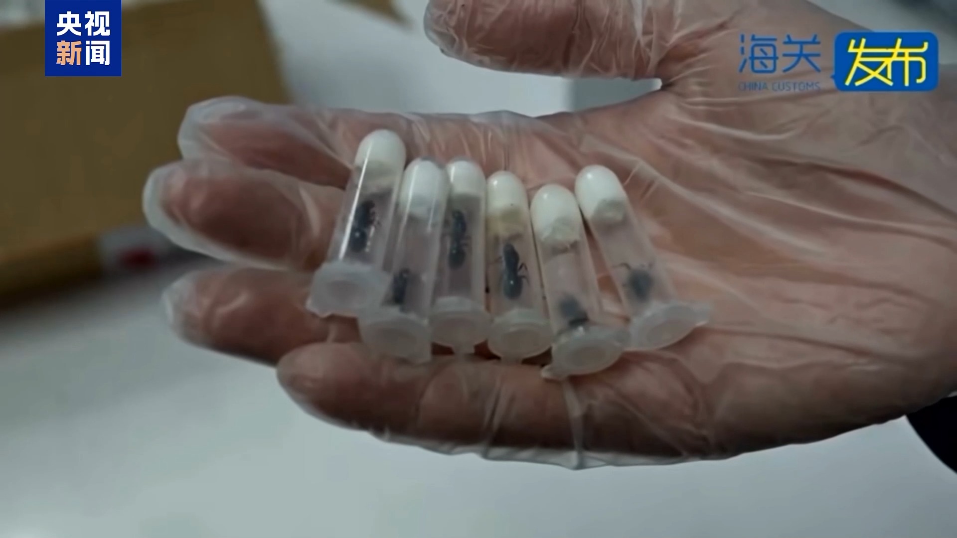 36只蜈蚣闯关?上海海关拆穿“塑料摆件”陷阱