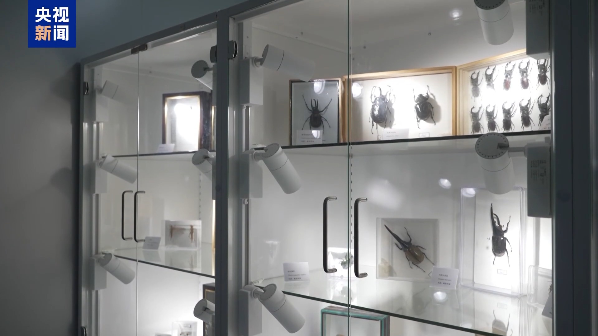 36只蜈蚣闯关?上海海关拆穿“塑料摆件”陷阱