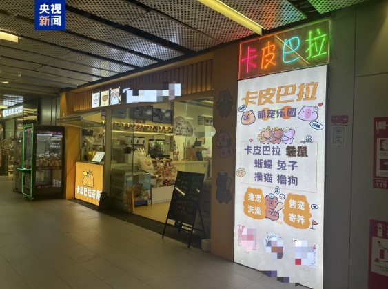 卡皮巴拉、羊驼入驻商场、写字楼 究竟暗藏哪些隐患?