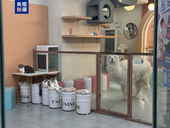 卡皮巴拉、羊驼入驻商场、写字楼 究竟暗藏哪些隐患?