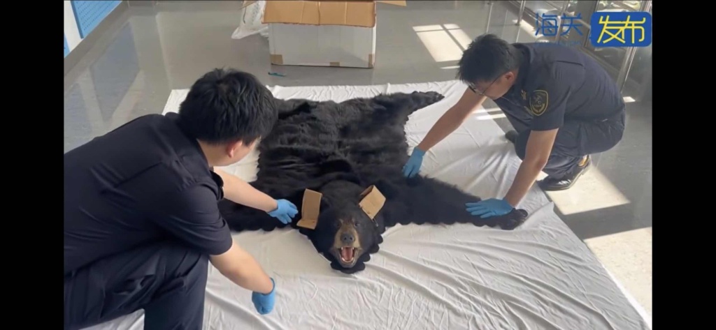 谎报为人造毛皮 上海浦东机场海关查获一张濒危北美黑熊皮地毯