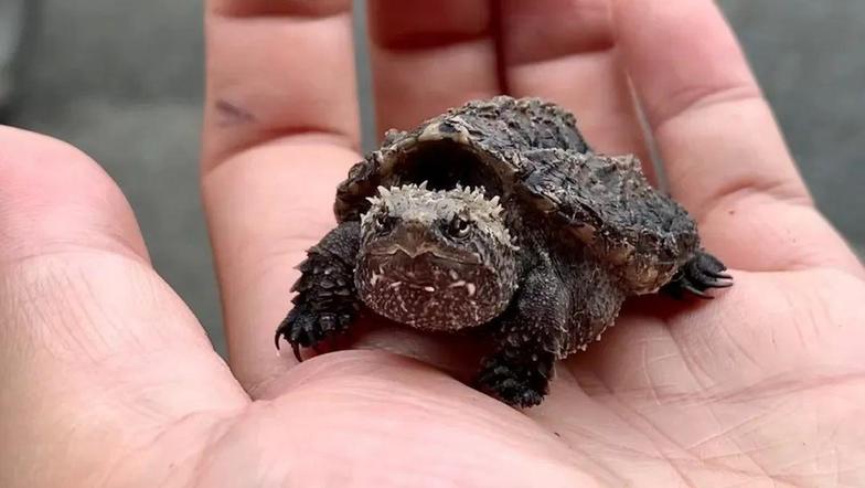 “异宠”可以宠 但不能随意宠 各类隐患需警惕