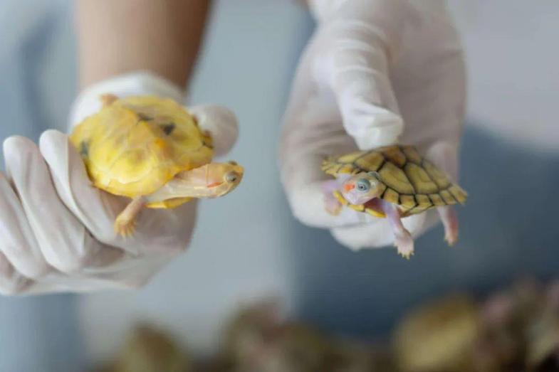 “异宠”可以宠 但不能随意宠 各类隐患需警惕