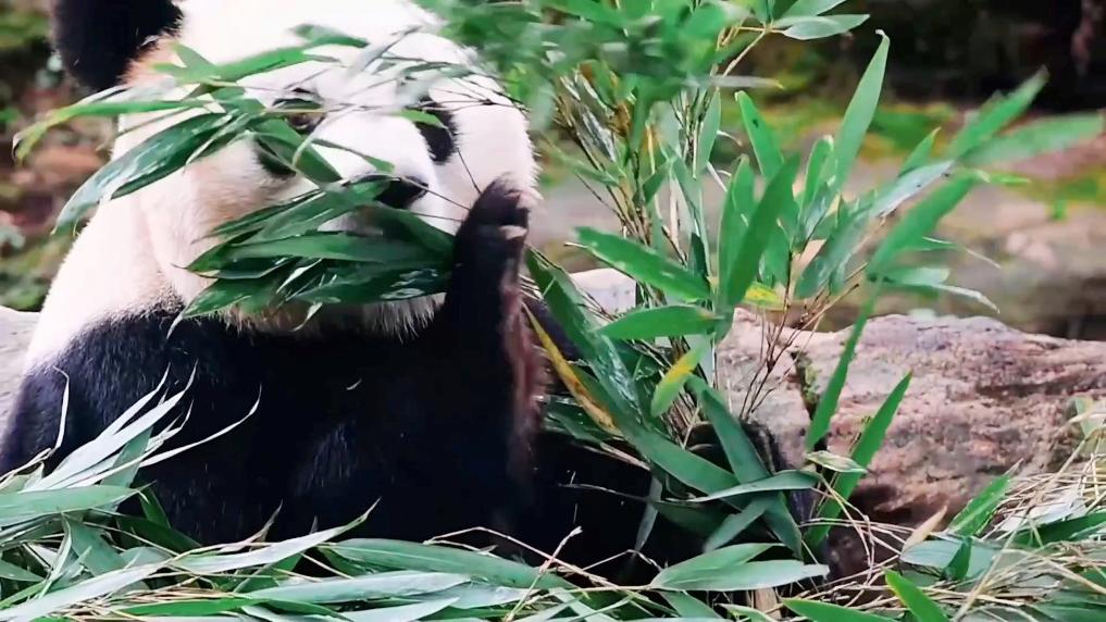 新华视点丨国宝之“伤”:“大熊猫被虐待”网络谣言案调查