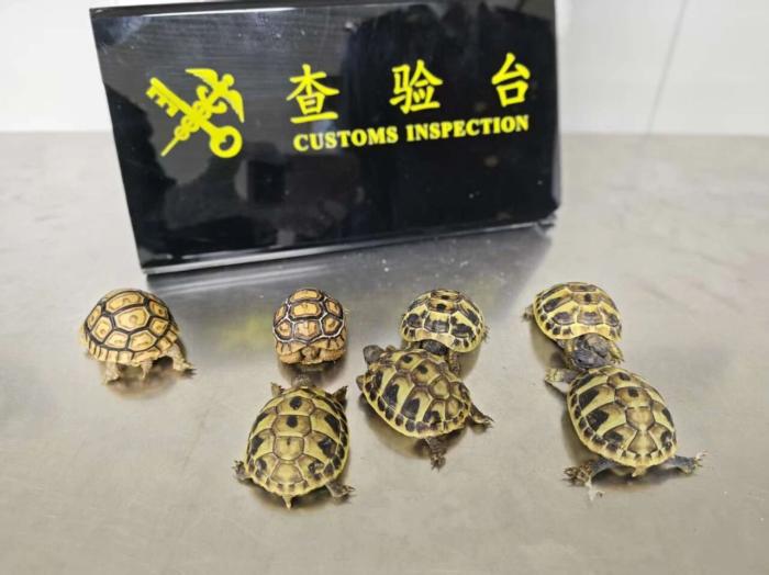 旅客违规携带13只濒危陆龟入境 被罗湖海关查获